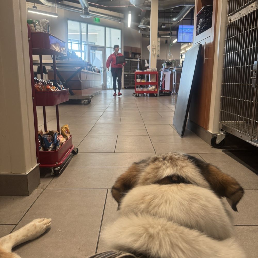 VEG ER for Pets - Emergency Pet Hospital Near Me - Lynnwood, Washington VEG ER for Pets - Emergency Pet Hospital Near Me - Lynnwood, Washington