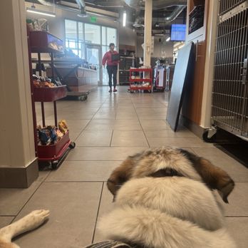 Veterinary Emergency Group - Emergency Pet Hospital Near Me - Lynnwood, Washington