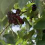 Photo of Freitas Cherry Ranch
