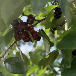 Freitas Cherry Ranch - Cherries
