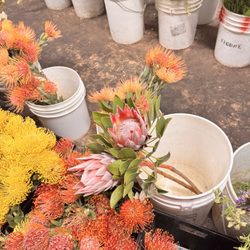 California Flower Shippers - Dragon fruit type plants