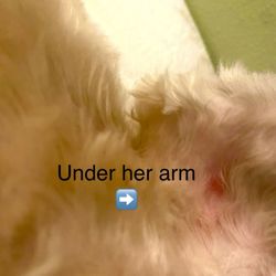Canine Castle - A red sore under her arm
