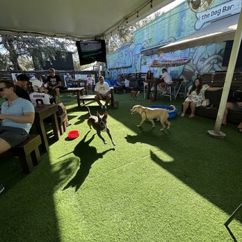 The Dog Bar - Sports Bars Near Me - St. Petersburg, Florida The Dog Bar - Sports Bars Near Me - St. Petersburg, Florida