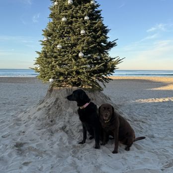 KM Dog Training and Boarding - Lua and Scout - Pet Training Near Me KM Dog Training and Boarding - Lua and Scout - Pet Training Near Me