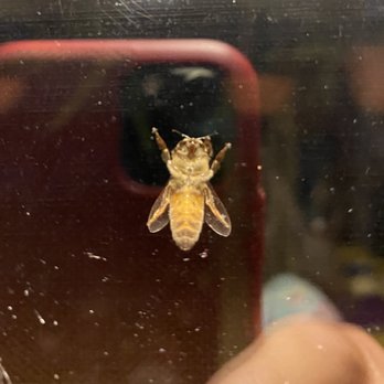 Busy Bee Removal - One of the approximately 50 bees on my kitchen window this morning - Pest Control Near Me - Burbank, California Busy Bee Removal - One of the approximately 50 bees on my kitchen window this morning - Pest Control Near Me - Burbank, California