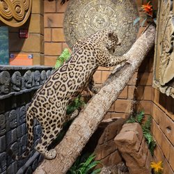 The Dinosaur Store - Jaguar
