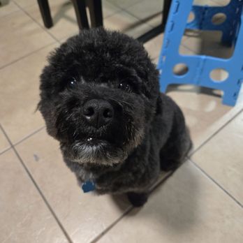 Paws on Fifth - This is my baby, this is the cleanest he's ever been - Pet Groomers Near Me - Pelham, New York