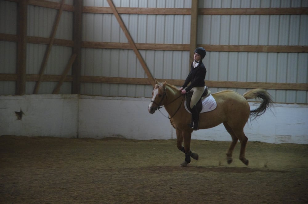 Equidream School of Horsemanship - equestrian in Grayslake, IL