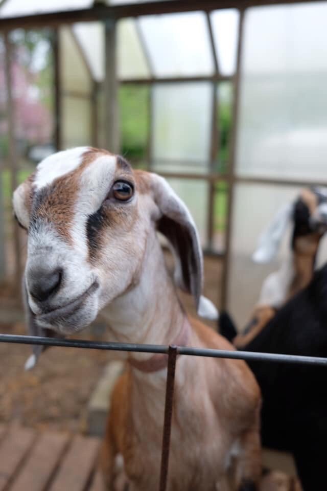 All We Need Farm Logo