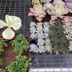 The Arboretum - We also carry some bizzare and unusual plants....often a great selection of succulents!!!