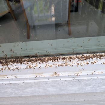 Twiddy - the dead bugs were everywhere, furniture, floor and windows - Vacation Rentals Near Me - Duck, North Carolina Twiddy - the dead bugs were everywhere, furniture, floor and windows - Vacation Rentals Near Me - Duck, North Carolina