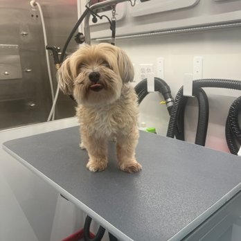NeliPet - Finn before - Pet Groomers Near Me - Aliso Viejo, California NeliPet - Finn before - Pet Groomers Near Me - Aliso Viejo, California