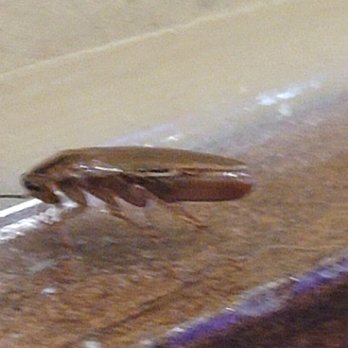 Ocean Buffet - a large insect on the beach - Sushi Bars Near Me - Garland, Texas Ocean Buffet - a large insect on the beach - Sushi Bars Near Me - Garland, Texas