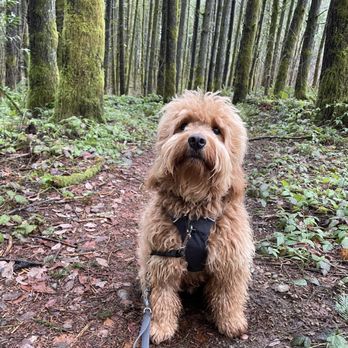 Power Goldendoodles - Pet Breeders Near Me Power Goldendoodles - Pet Breeders Near Me