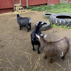 Fairbank Animal Farm