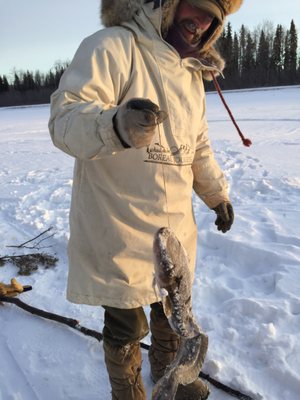 Alaska Homestead Adventures by null