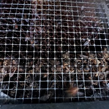 Ural Mountain Beehive - Pest Control Near Me - north highlands, California Ural Mountain Beehive - Pest Control Near Me - north highlands, California