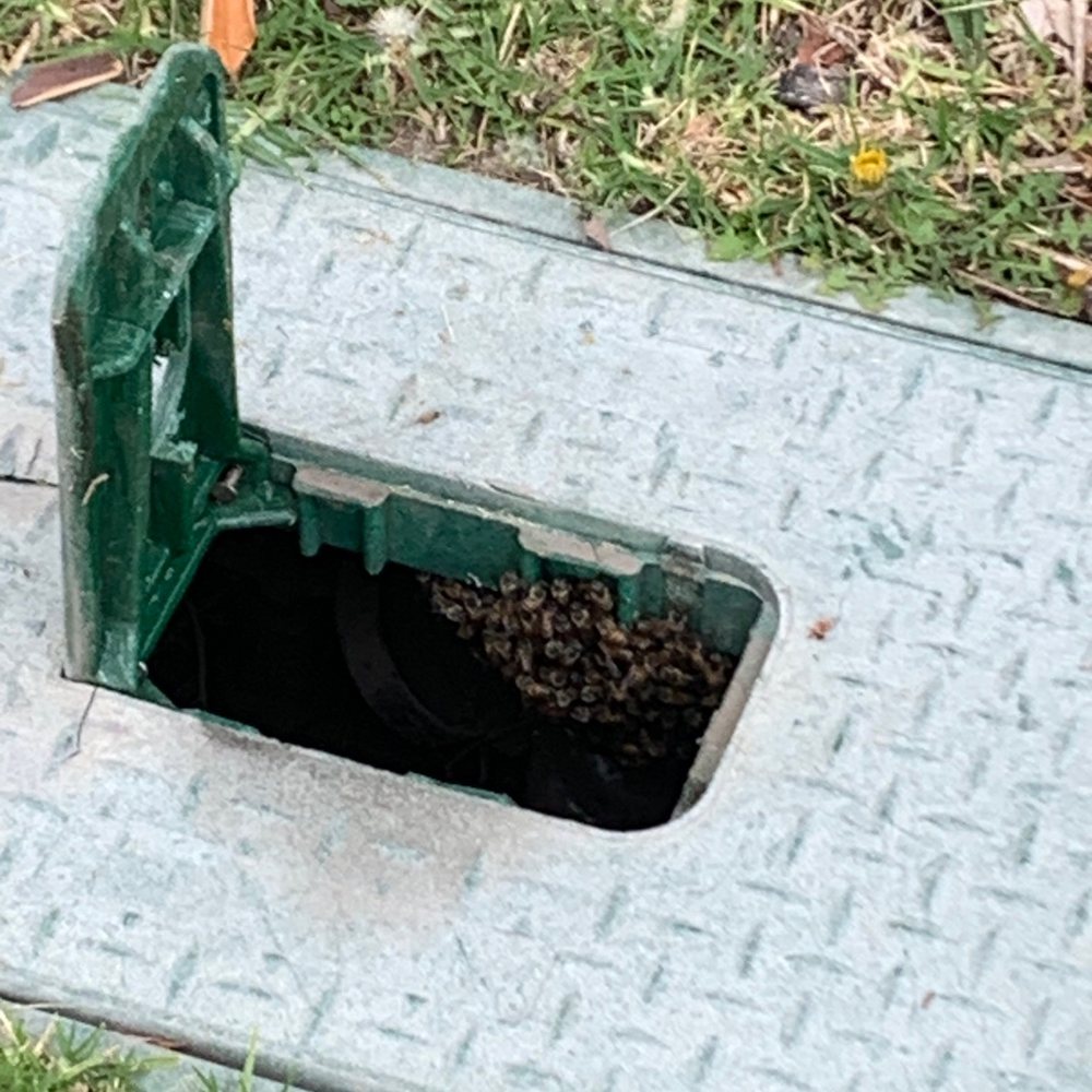Bees in irrigation box Bees in irrigation box