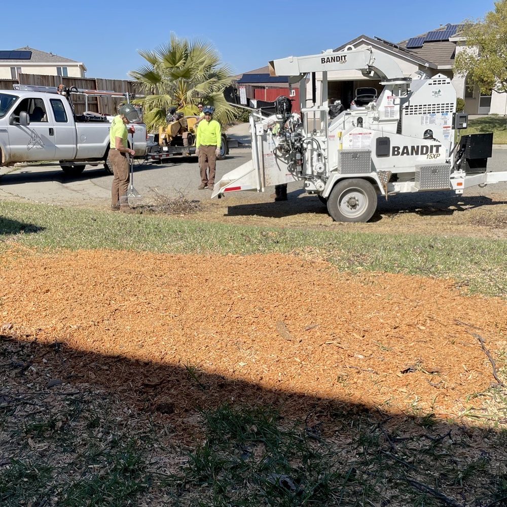 Sindt Tree Service - Nothing but wood chips - Tree Services Near Me - Auburn, California Sindt Tree Service - Nothing but wood chips - Tree Services Near Me - Auburn, California