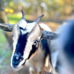 Green Goat Winery - Goats
