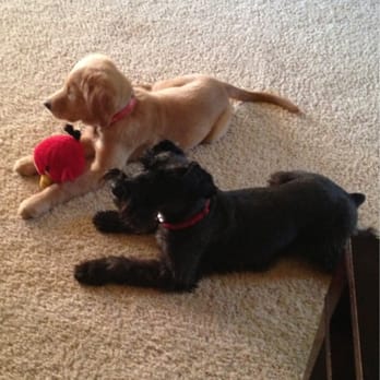 A Cleaner Approach - Two puppy's.  cute yes but they can make a mess. Rugs look great after a Cleaner Approach were done. - Carpet Cleaning Near Me - Bentonville, Arkansas