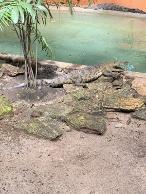 Croco Cun Zoo by null