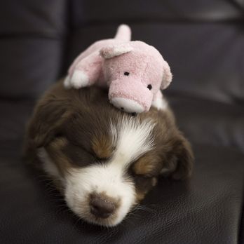 1. The Walkie Doggie