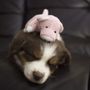 Photo of The Walkie Doggie