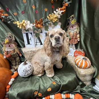 Desert Pet Spa - Pet Groomers Near Me - Las Vegas, Nevada
