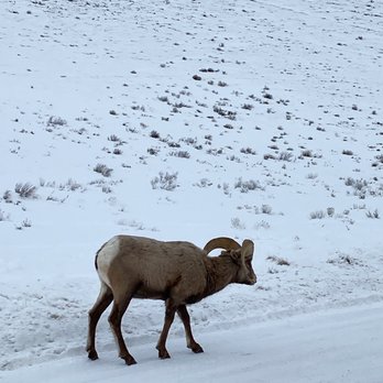 Jackson Hole Wildlife Safaris - Mountain sheep - Tours Near Me - Jackson, Wyoming