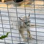 Photo of Wild Cat Education and Conservation Fund