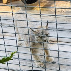Wild Cat Education and Conservation Fund