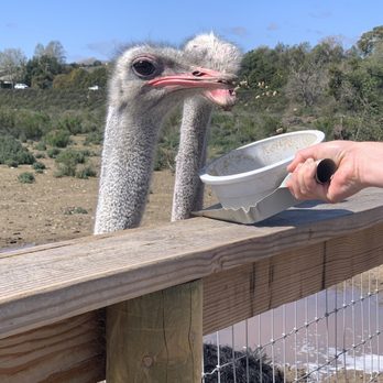 Ostrichland USA - Attraction Farms Near Me - Solvang, California Ostrichland USA - Attraction Farms Near Me - Solvang, California