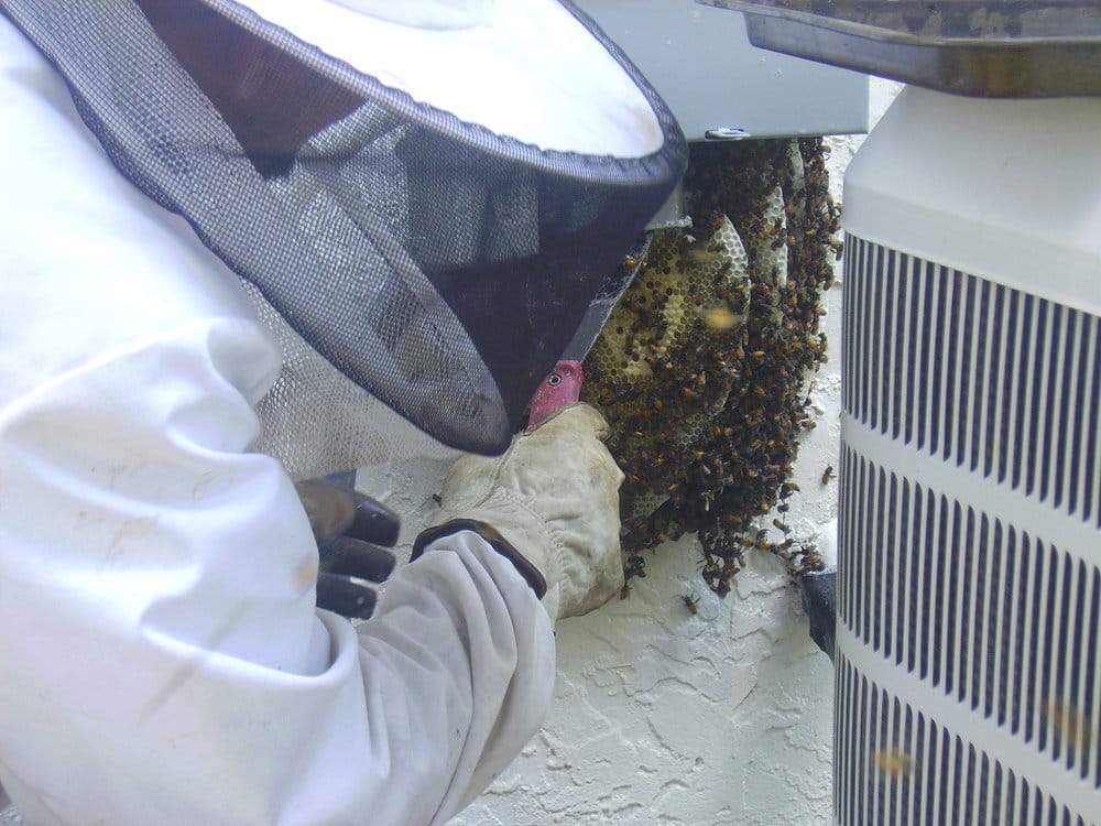 ALLTEK BEE REMOVAL LLC Pest Control St. Petersburg, FL Phone