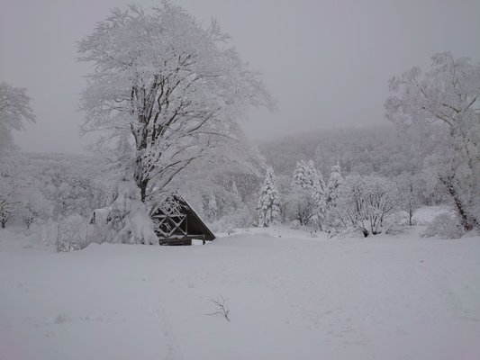 Zao Onsen Ski Resort by null