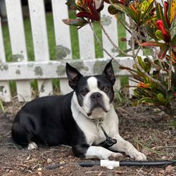 CommTow - Charlie , dog that was kidnapped