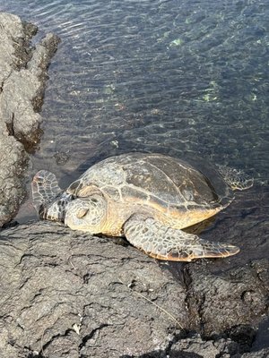 Richardson Ocean Park by null