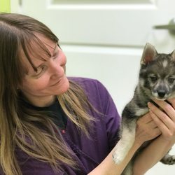 Belmont Animal Hospital - Have you seen a pomsky before? Jen is holding our first one (Candy)!