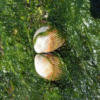 Saltwater State Park - Parks Near Me - Des Moines, Washington Saltwater State Park - Parks Near Me - Des Moines, Washington