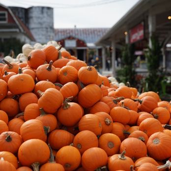 Bob's Corn & Pumpkin Farm - Pumpkin Patches Near Me - Snohomish, Washington