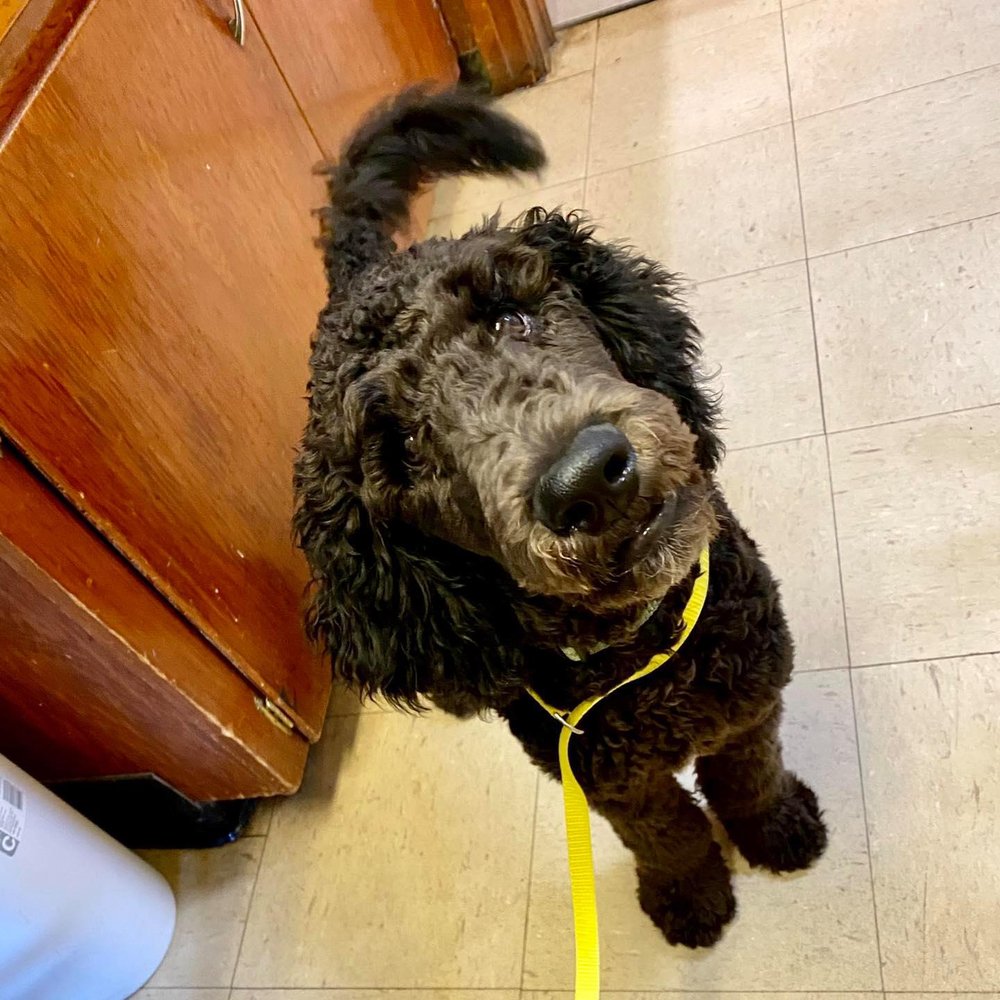 GREG RODGERS, DVM Veterinarians at 275 W Kentucky Dr, La Center, Kentucky 12 Photos Phone