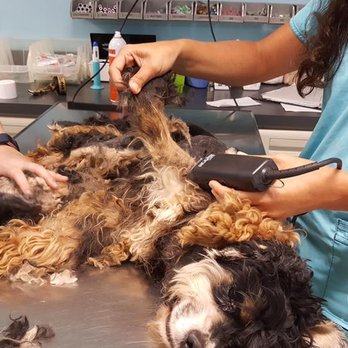 Starcrest Boarding Kennels - another rescue dog so matted and thin. Microchipped to Rita from months ago..how'd he get like this? - Pet Sitting Near Me - Sun Valley, California Starcrest Boarding Kennels - another rescue dog so matted and thin. Microchipped to Rita from months ago..how'd he get like this? - Pet Sitting Near Me - Sun Valley, California