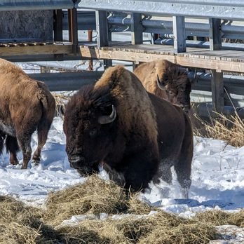 Buffalo House - a herd of bison in the snow - American Near Me - Duluth, Minnesota