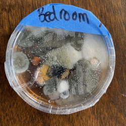 Lang 72 Degrees - BEFORE- several species of harmful mold