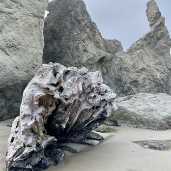 Face Rock State Scenic Viewpoint - This is actually a tree trunk that is becoming petrified - Landmarks & Historical Buildings Near Me - Bandon, Oregon