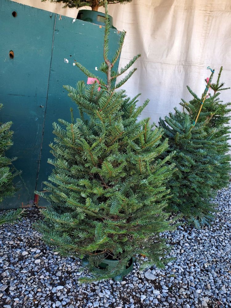 NORTHWEST CHRISTMAS TREE Updated September 2024 10 Photos & 11