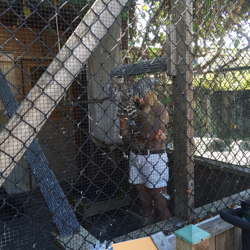 WildCare - A hawk - Animal Shelters Near Me - San Rafael, California WildCare - A hawk - Animal Shelters Near Me - San Rafael, California