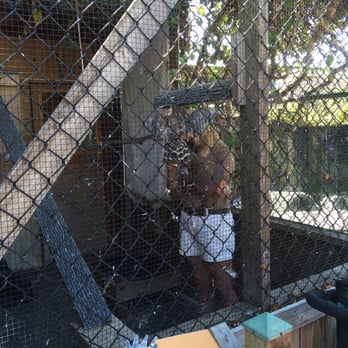 WildCare - A hawk - Animal Shelters Near Me - San Rafael, California