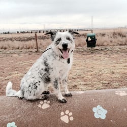 First Creek Dog Park - Bodie loves the play tunnels!