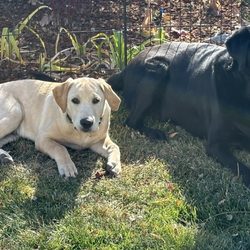 Wingfield Springs Veterinary Hospiral - Yellow Lab Puppy and Black Lab Senior Dog